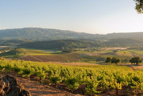 Kunde Winery Sonoma Valley