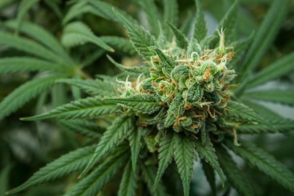 Cannabis 101 A Visitors Guide Sonoma Valley