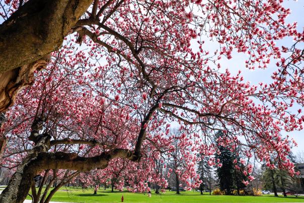 Spring flowers at St. Mary's