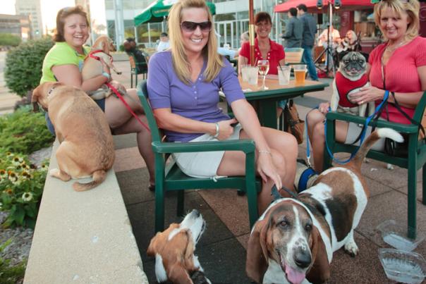 several dogs enjoy a outdoor meal with their owners