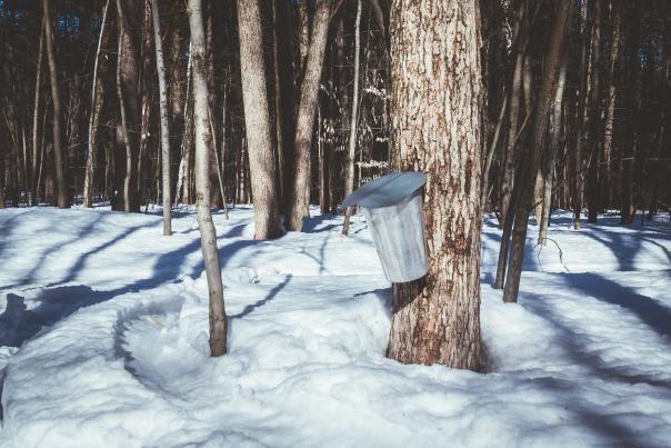 Maple Syrup
