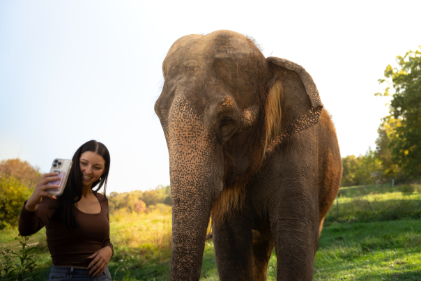 Wilstem Wildlife Park - elephant selfie