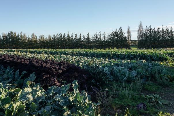 Wilsons Veges