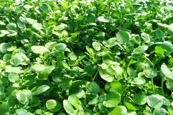 Greenyard Veges