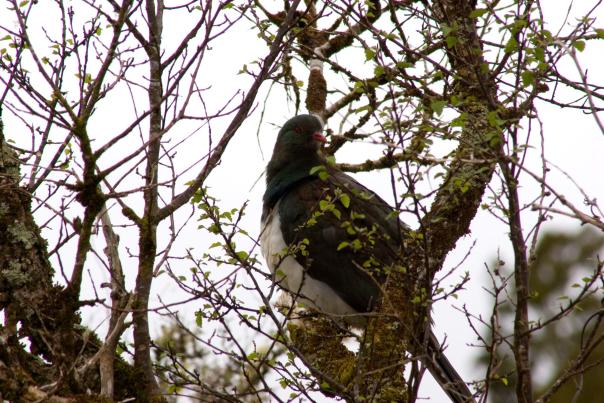 Kererū