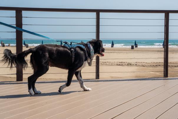 Black and white dog walking on beach boardwalk