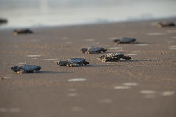 Newly hatched Kemp’s Ridley sea turtles making their way to the Gulf of Mexico during a public release on South Padre Island beach.