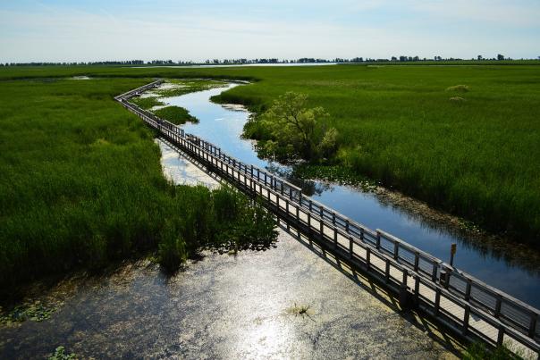 Walkway through Point Pelee National Park