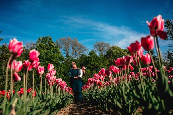 A woman wearing a dark-colored dress and a hijab walks through a vibrant tulip field, carrying a metal bucket with freshly picked flowers.