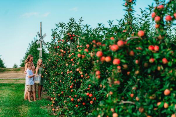 fall apple picking