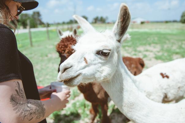 Timbuktu alpaca farm