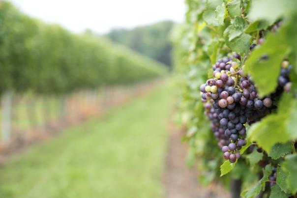 grapes growing in vineyard