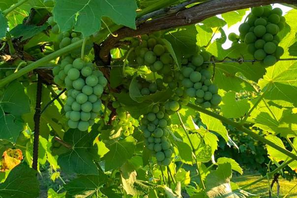 Explore Rock Ridge Vineyard - and help harvest grapes in the early fall - for this one-of-a-kind experience in the Stevens Point Area.