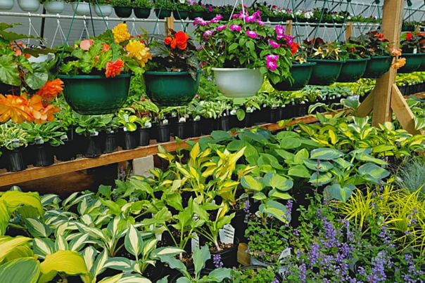 The Hosta Shop