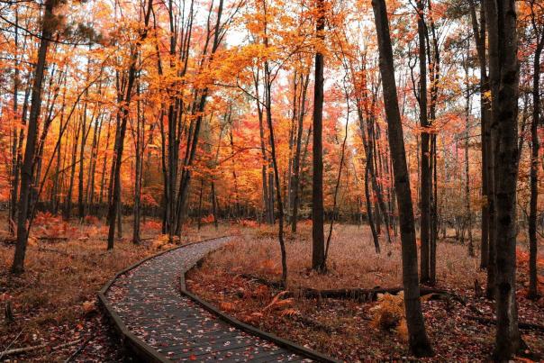 fall