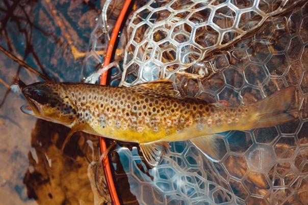 Trout Fishing