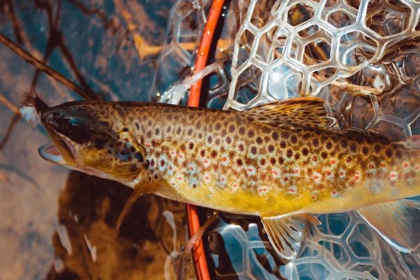 Reel in a great catch, fishing in the Stevens Point Area.