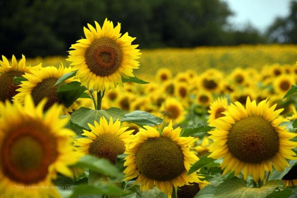 Sunflower, field, sunny, summer