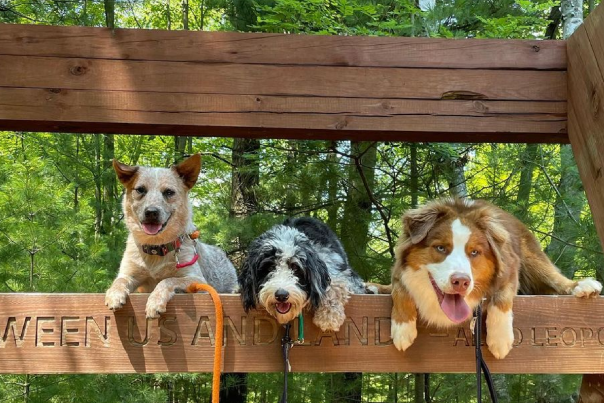 Find a tail-waggin' good time with our guide to dog-friendly spots in the Stevens Point Area.
