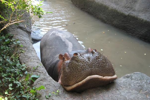 
				Dickerson Park Zoo Smiling Hippo by CVB SW		