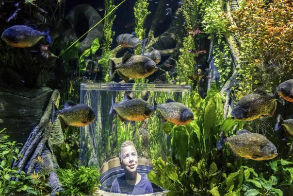 Wonders of Wildlife - Child looking at fish