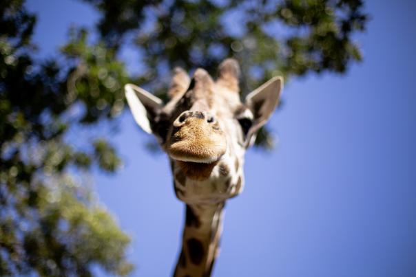 Dickerson Park Zoo Giraffe