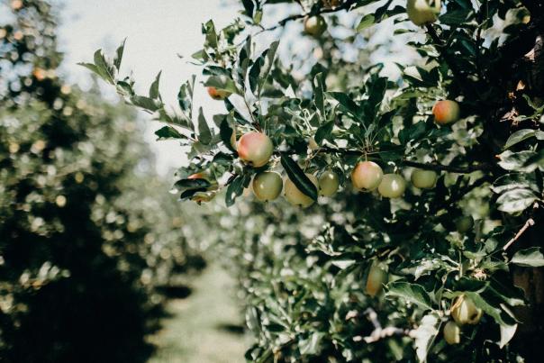 Apple Orchard