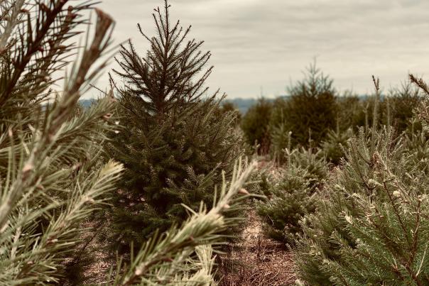 Real Christmas Tree