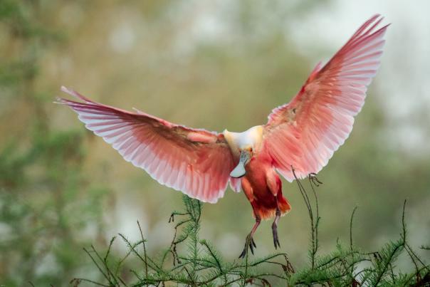 Roseate Spoonbill