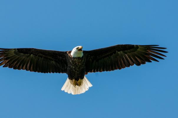 An American Bald Eagle sails over Big Branch Marsh near Lacombe