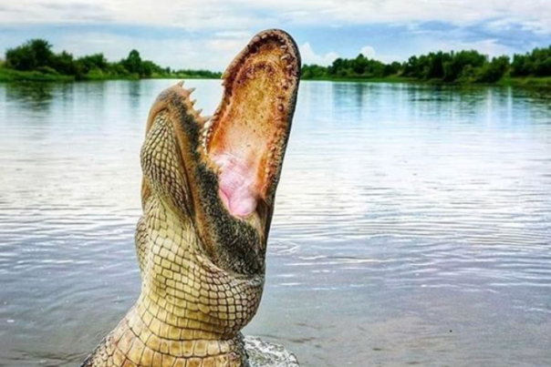 Cajun Encounters