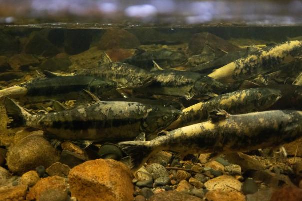 Salmon