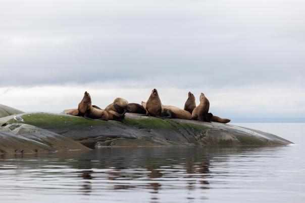 Sea Lions