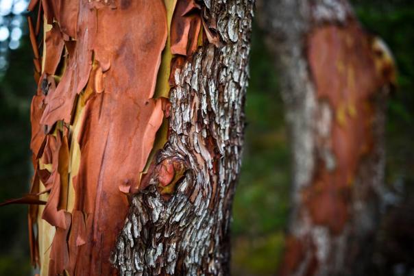 A close-up of the reddish bark on an arbutus tree.
