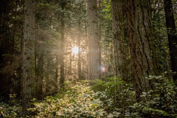 Sunny Forest