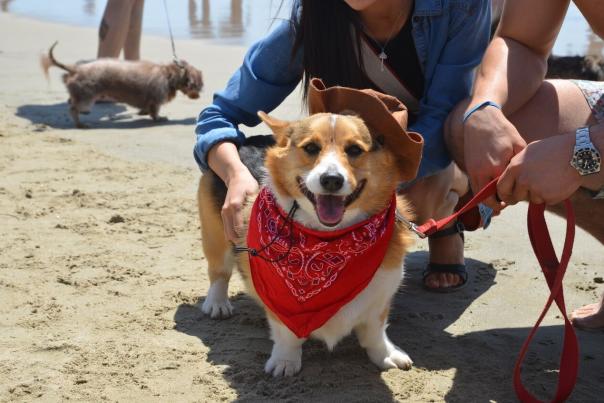 Corgi Beach Day 2022