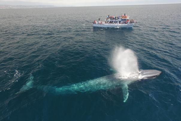 Newport Landing Whale Watching in Huntington Beach deal