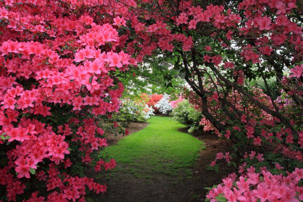 Keithan's Bluebird Garden