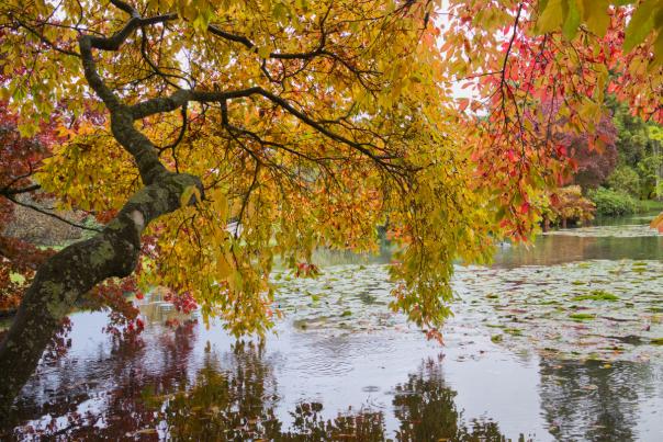 Autumn lake at Sheffield Park