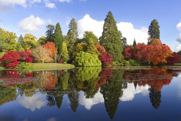 Displays of autumnal colour in the trees at Sheffield Park, reflected in the lake