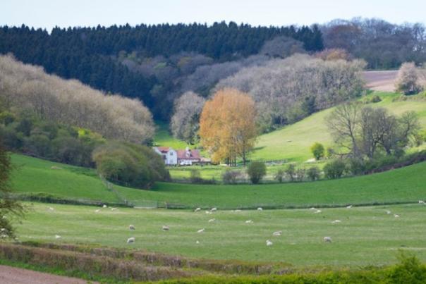 View of South Downs fields and trees