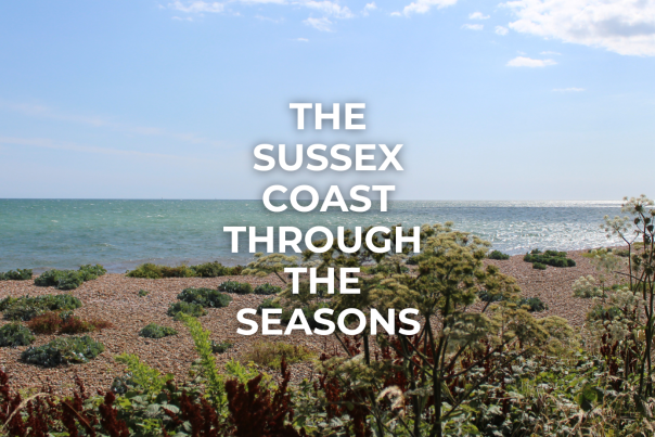 The Sussex Coast through the Seasons