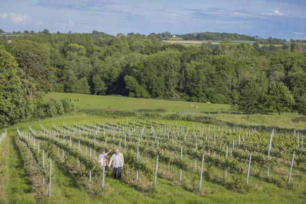 Tillingham Vineyard aerial