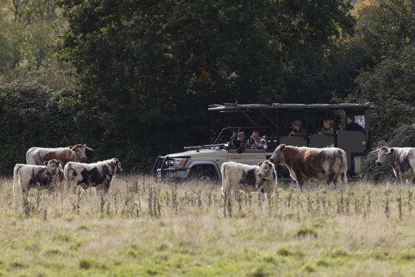 Old English Longhorn cattle at Knepp Wildland Safaris in Sussex
