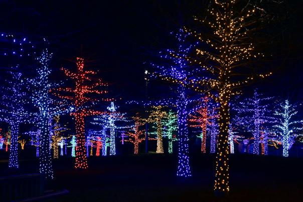 Christmas Lights wrapped around trees