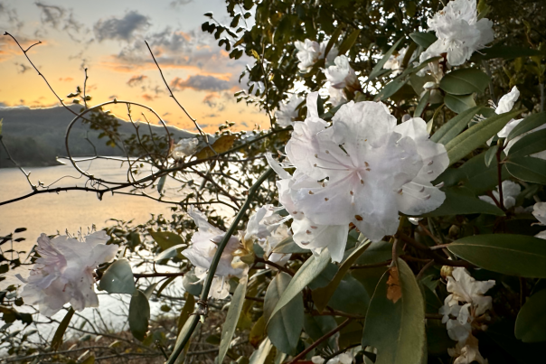 Mountain Laurel at Fontana Lake