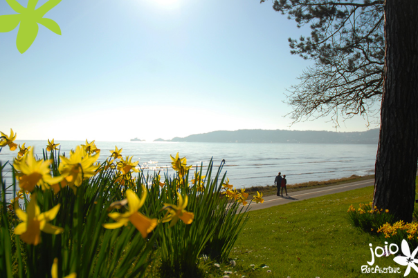 Daffodils on Swansea prom with Swansea bay in the background
