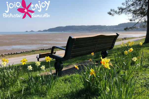 Swansea Bay Daffodils and sea view with a bench