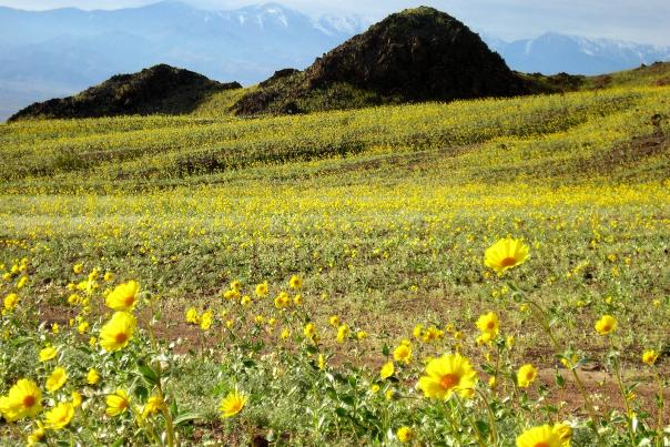 Death Valley Superbloom_NPS