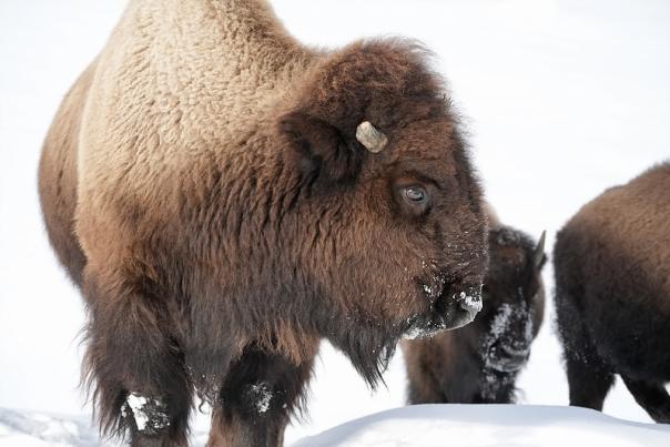 Winter Yellowstone Bison